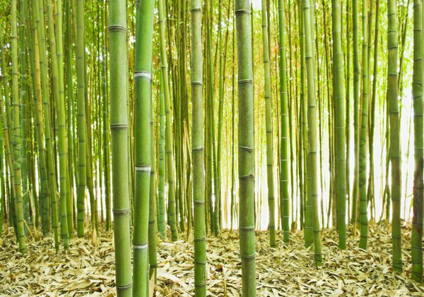 bamboe over bamboe kleding