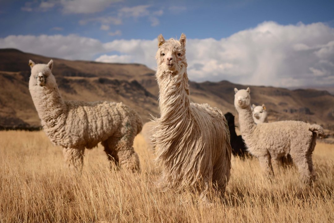 Wat is baby alpaca wol? Alles over deze bijzondere zachte wol