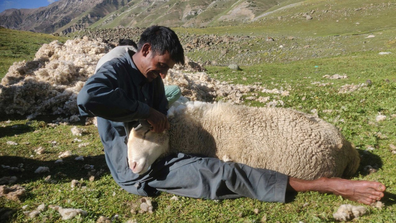 Wat is mulesing – en waarom wij bij watMooi kiezen voor diervriendelijke wol 🐑